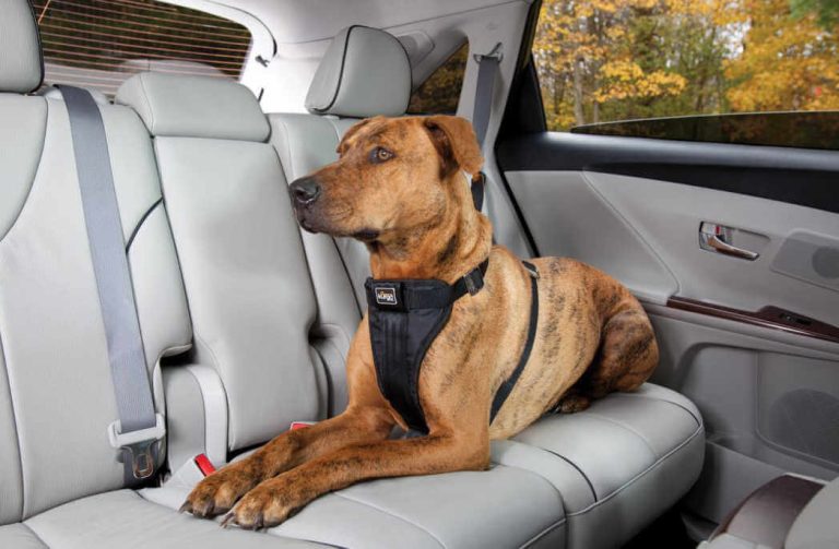 Keeping Your Dog Cool This Summer With Window Tint